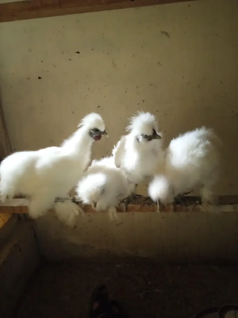 White Silkie Pullets available — photo 2
