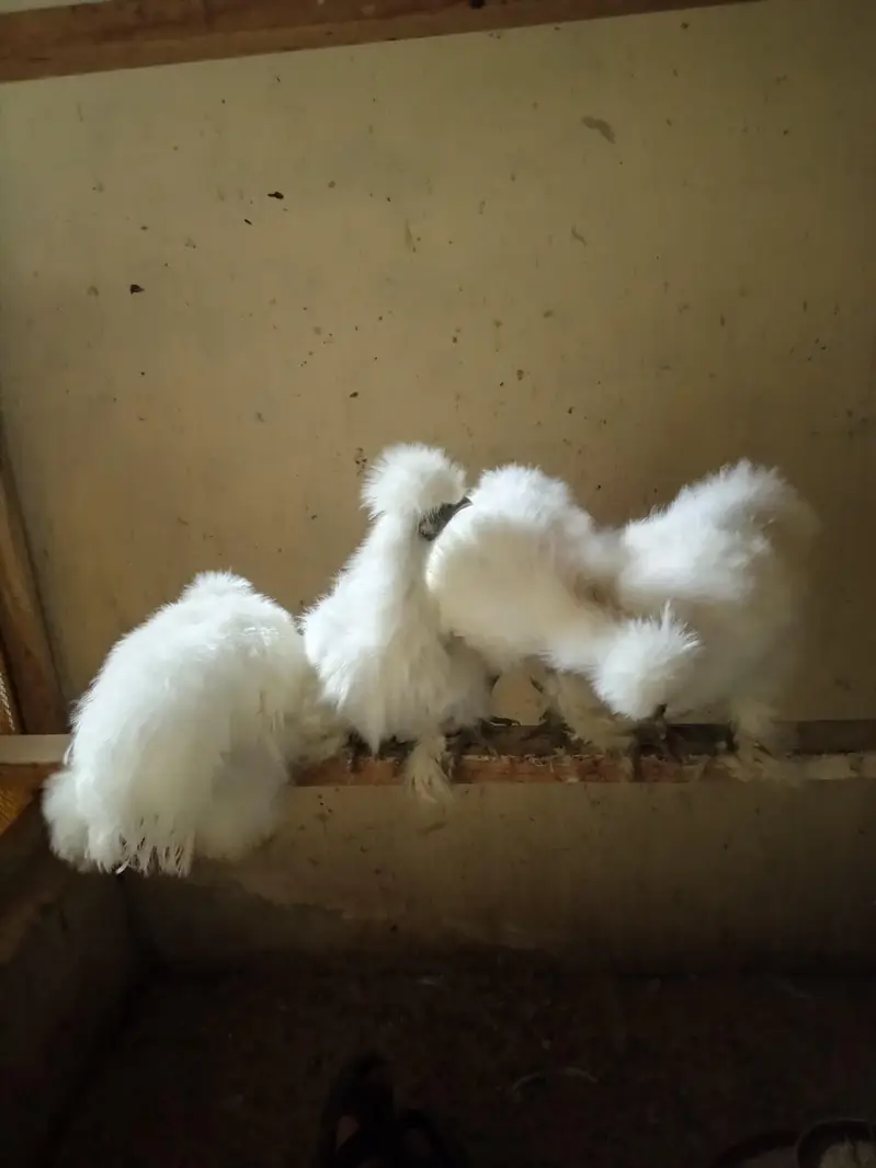 White Silkie Pullets available — photo 3