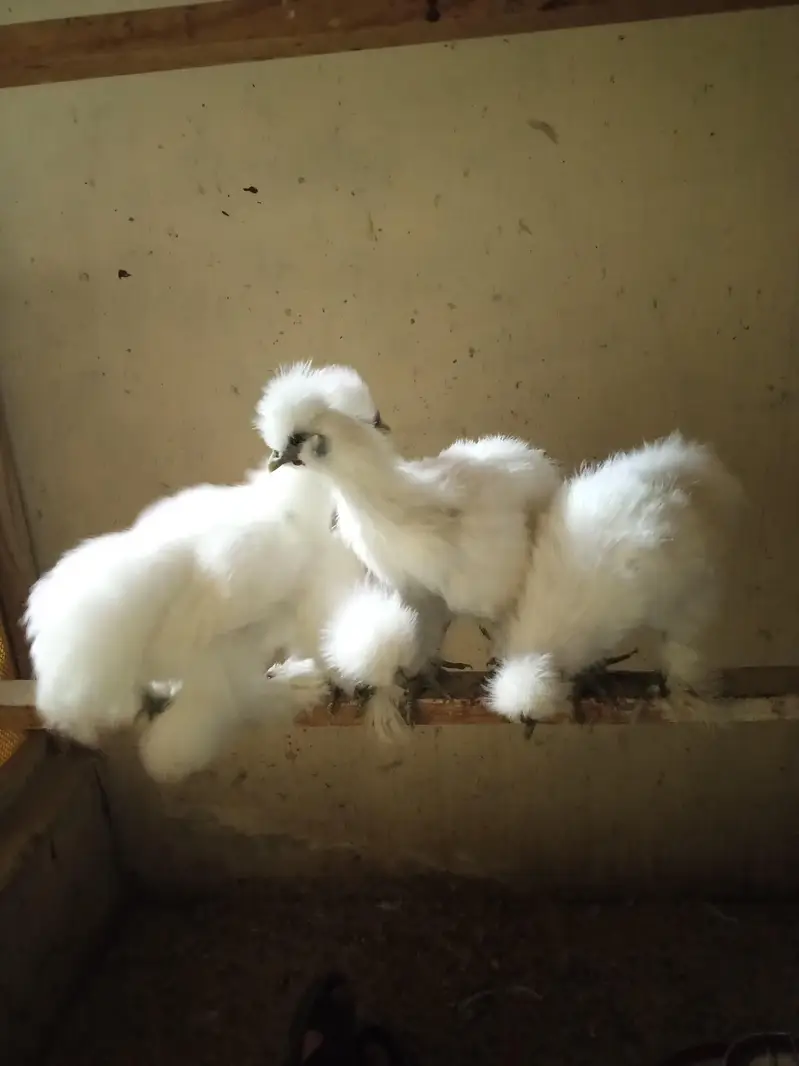 White Silkie Pullets available — photo 4
