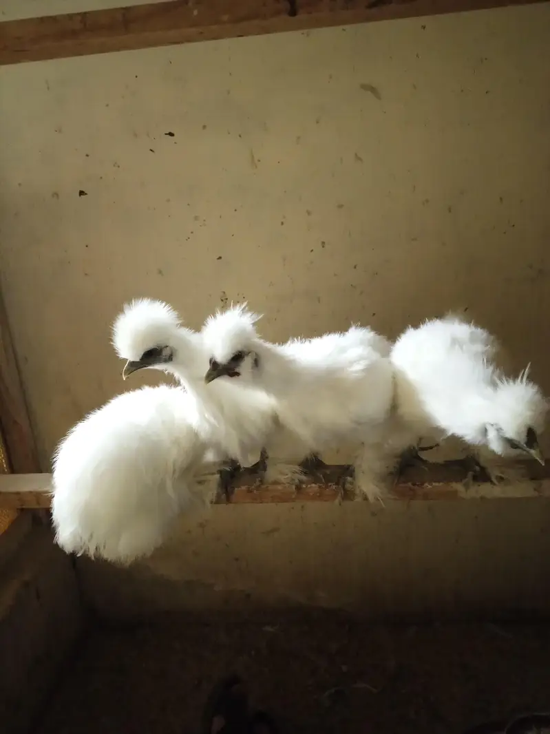 White Silkie Pullets available — photo 5