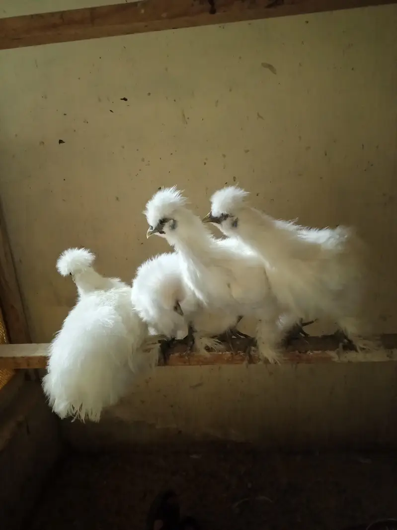 White Silkie Pullets available — photo 6