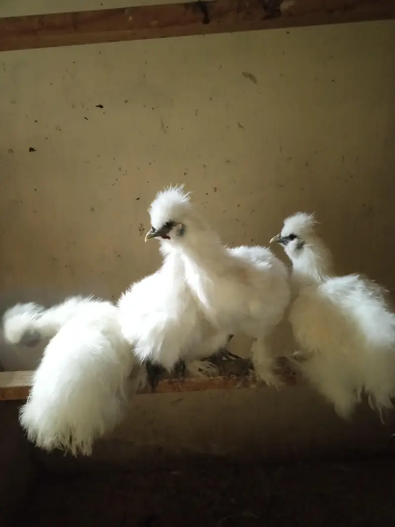 White Silkie Pullets available — photo 7