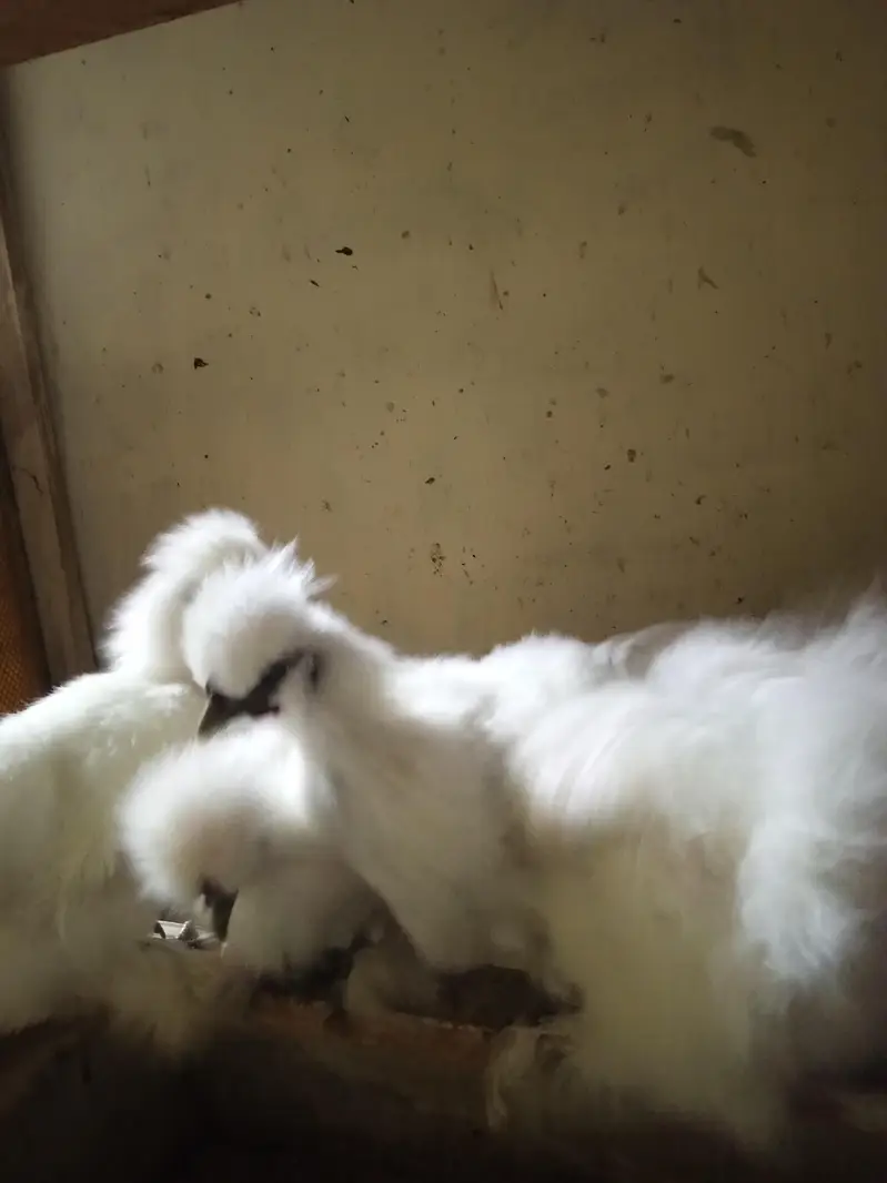 White Silkie Pullets available — photo 8
