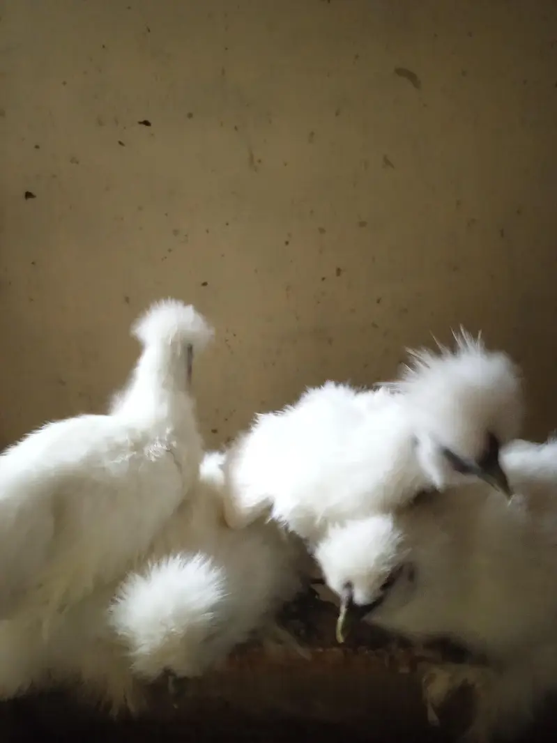 White Silkie Pullets available — photo 9