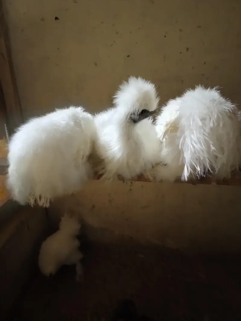 White Silkie Pullets available — photo 10