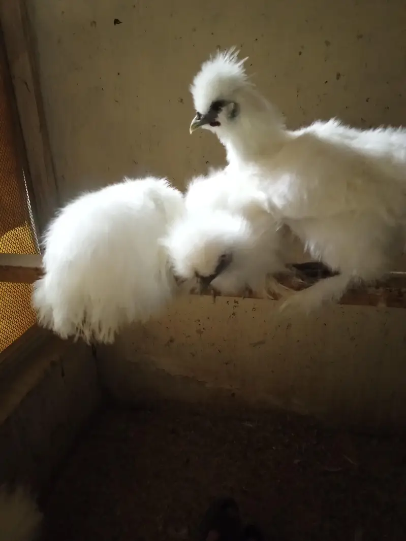 White Silkie Pullets available — photo 11