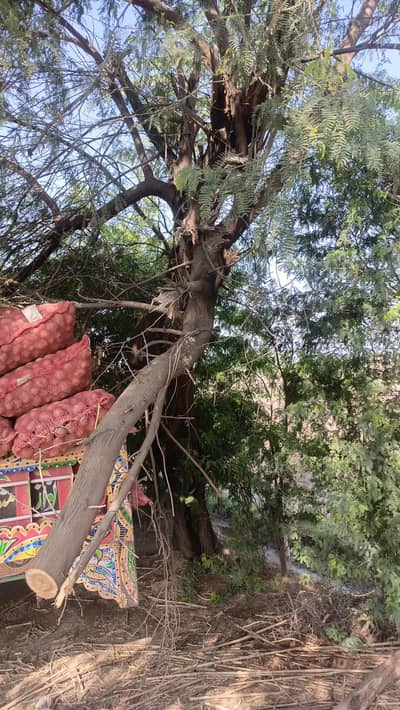 tree for sale