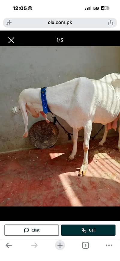Rajan puri bakri 8 dant cross hoi hey video mil jay gi