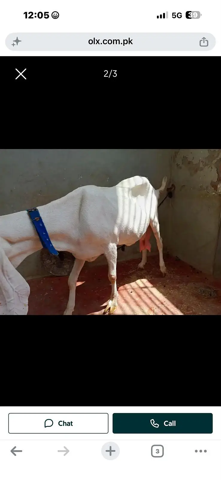Rajan puri bakri 8 dant cross hoi hey video mil jay gi — photo 2