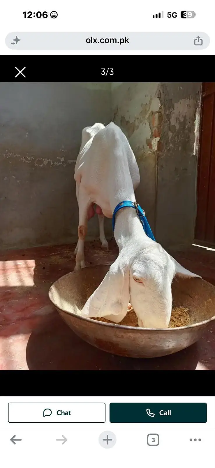 Rajan puri bakri 8 dant cross hoi hey video mil jay gi — photo 3