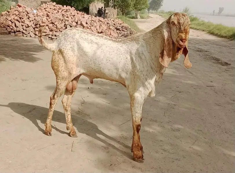 Rajan puri bakri 8 dant cross hoi hey video mil jay gi — photo 4
