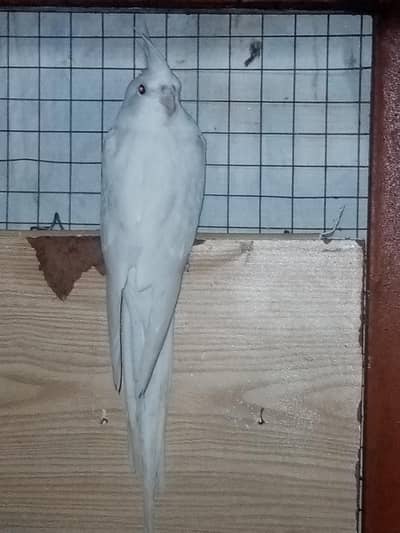 Cocktail full breeder pair for sale.