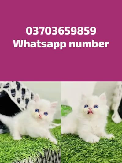 Persian Female kitten for sale