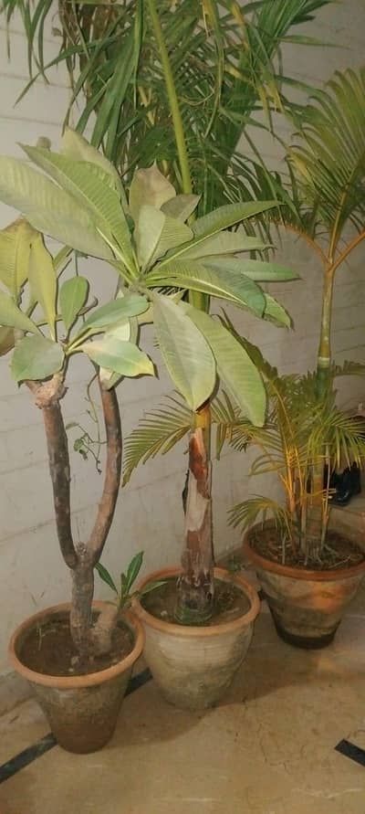 plant