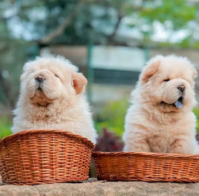 Chow Chow Pupps | Chow Chow Dogs | Chow Chow Dog pupps For Sale