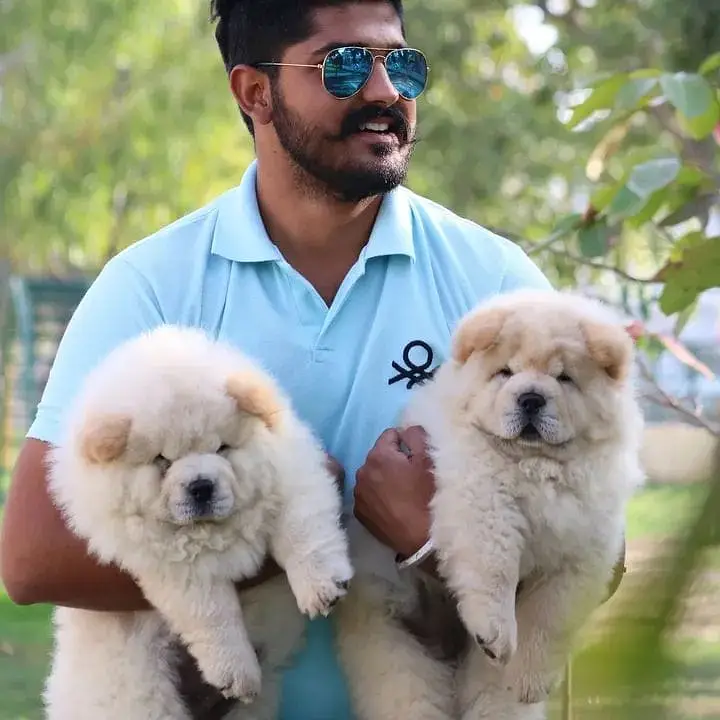 Chow Chow Pupps | Chow Chow Dogs | Chow Chow Dog pupps For Sale — photo 8