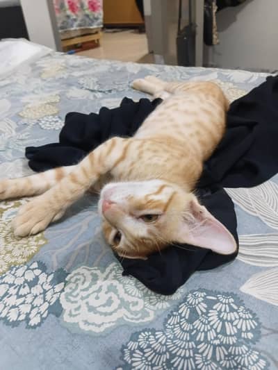 kittens for adoption