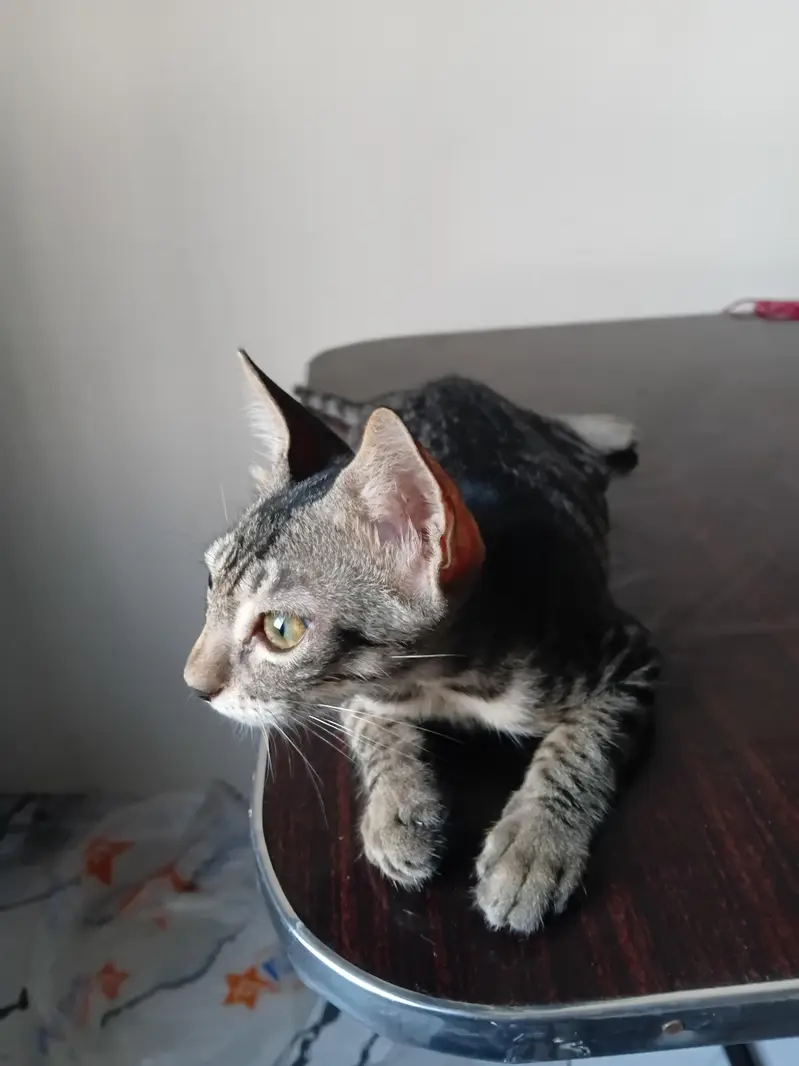 kittens for adoption — photo 2