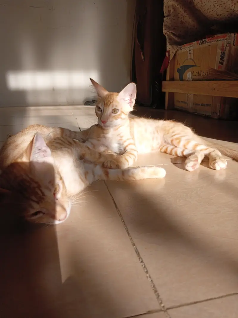 kittens for adoption — photo 3