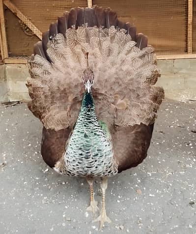 Female Blue Peacock For Sale