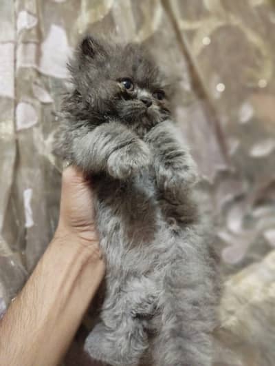 Persian kitten mother punch face father peke male CFA bloodline