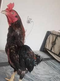 Aseel Cross Male Females 03224239890