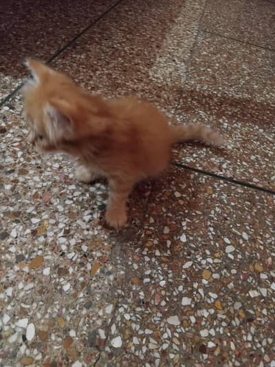 pure Persian kitten