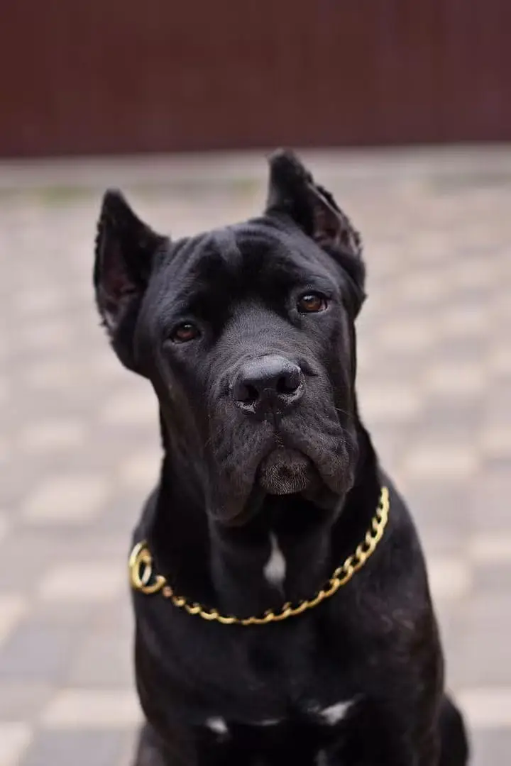 Cane Corso Puppy | Cane Corso Puppies | Cane Corso Dog for sale — photo 2