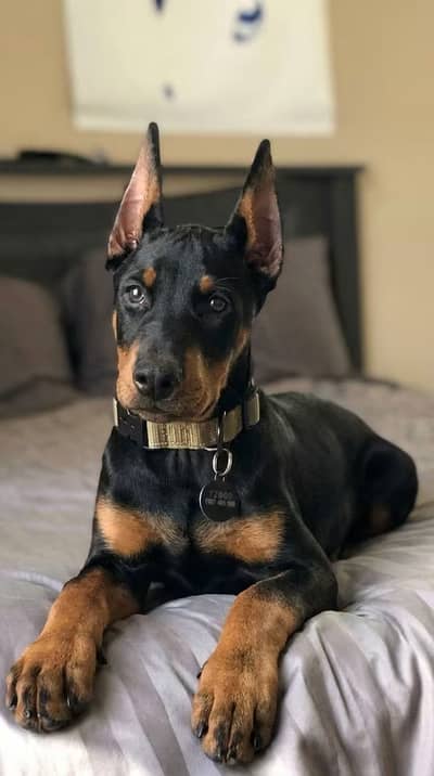 American Doberman puppies | Doberman Puppy | Dog for sale