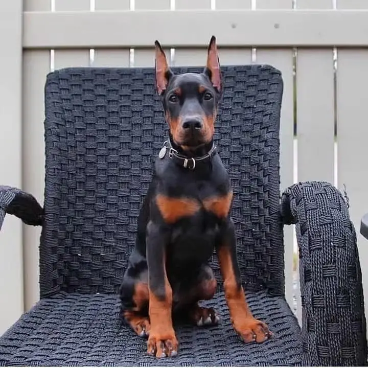 American Doberman puppies | Doberman Puppy | Dog for sale — photo 4