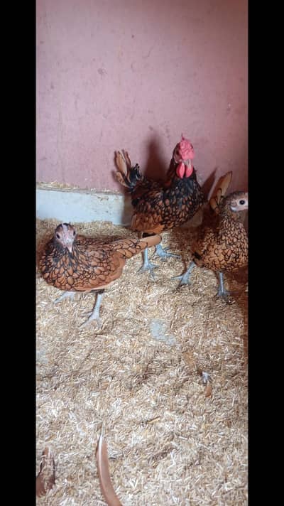 golden subright for sale