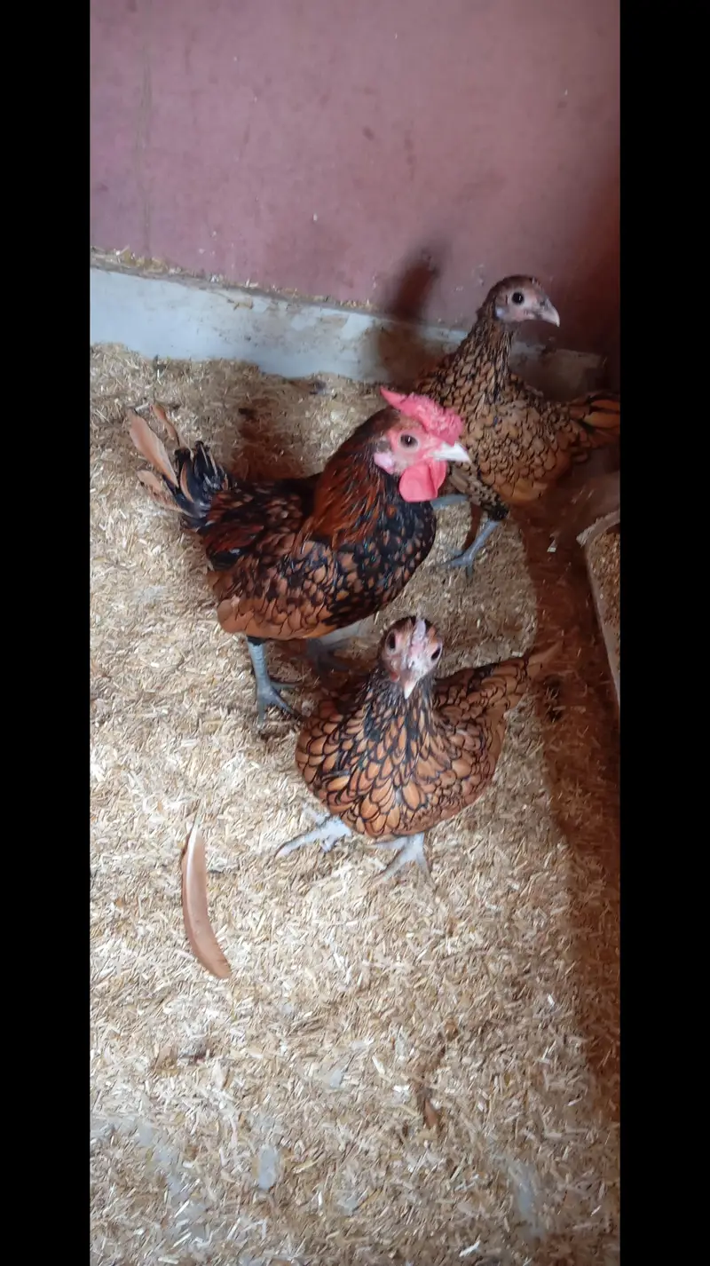 golden subright for sale — photo 2