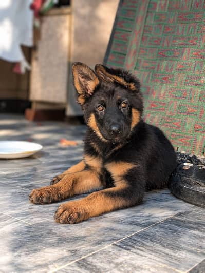 high quality puppies available on demand as well