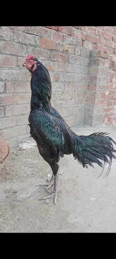 puor vetnam and thai caros 1 male 2 female for sale munasib price ma