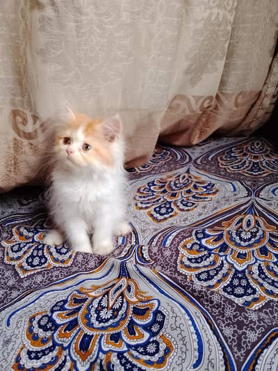 persian female kitten