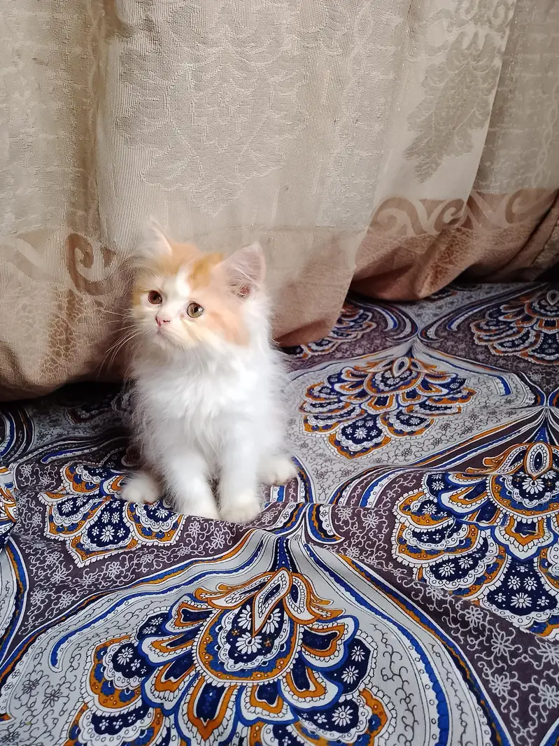 persian female kitten — photo 2