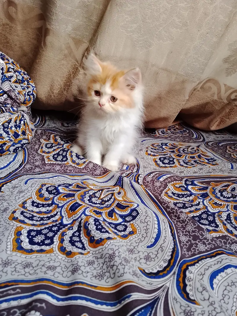 persian female kitten — photo 3