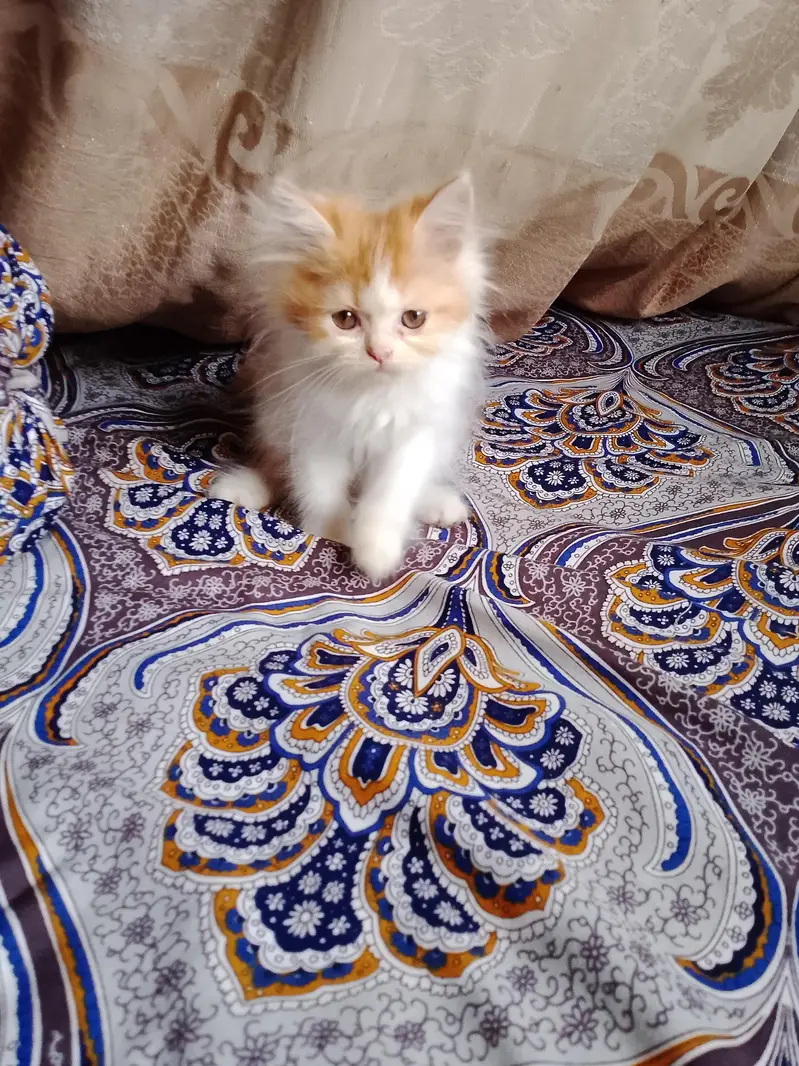 persian female kitten — photo 4