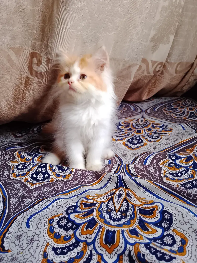 persian female kitten — photo 5