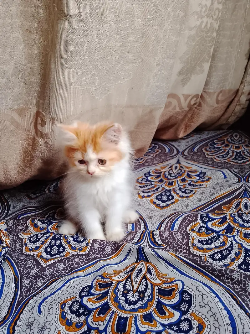 persian female kitten — photo 6