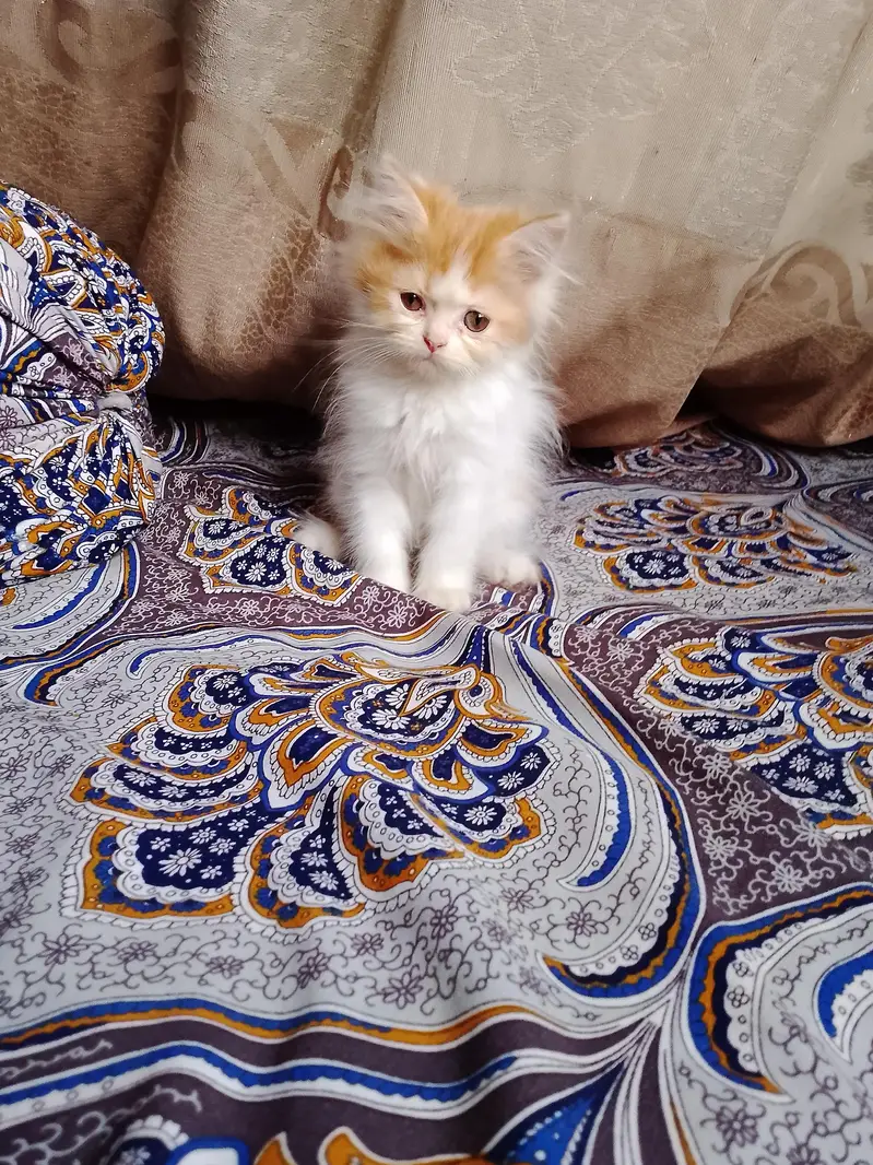 persian female kitten — photo 7