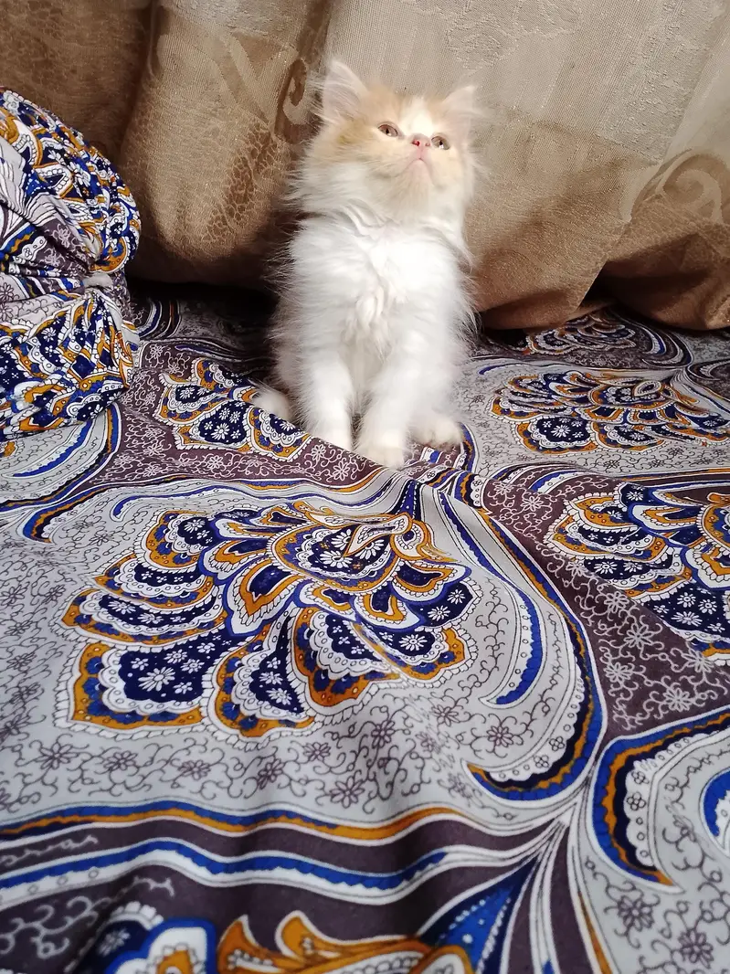 persian female kitten — photo 8