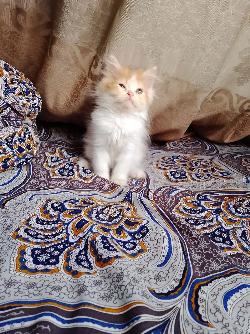 persian female kitten — photo 9