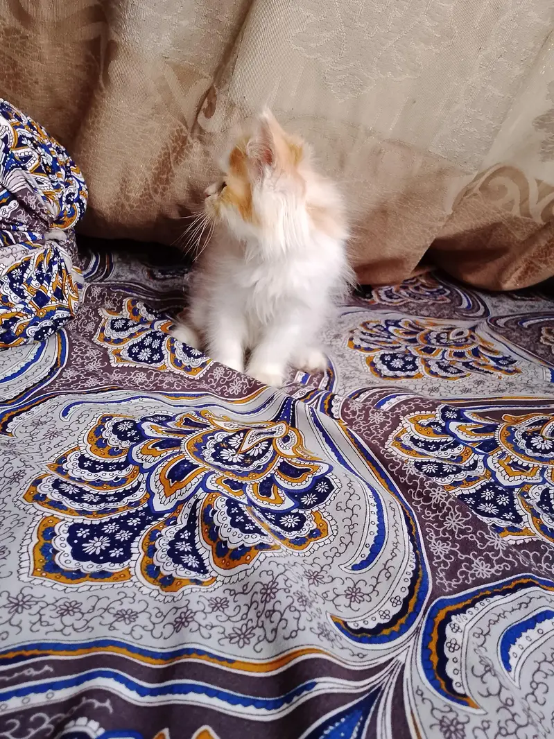 persian female kitten — photo 10