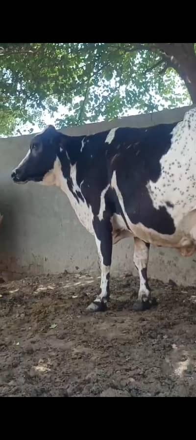 cow for sale . . .
