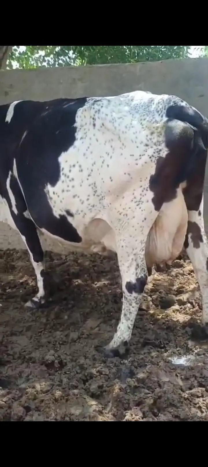 cow for sale . . . — photo 2