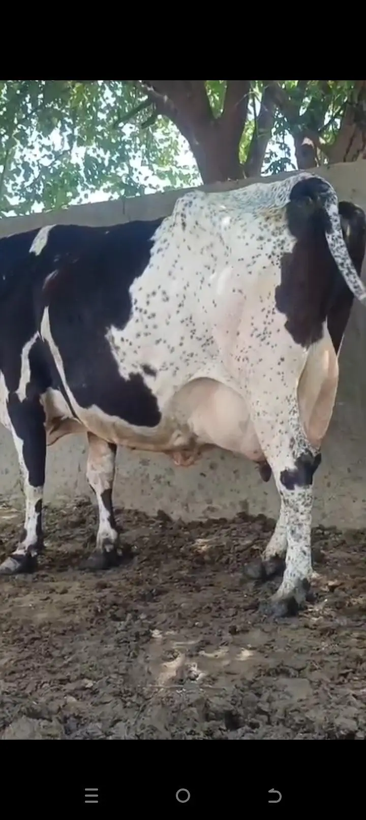 cow for sale . . . — photo 3
