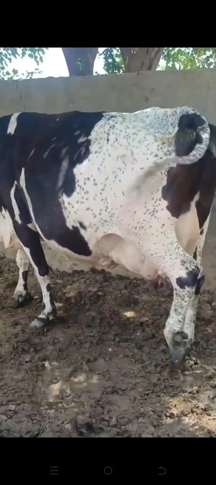 cow for sale . . . — photo 4