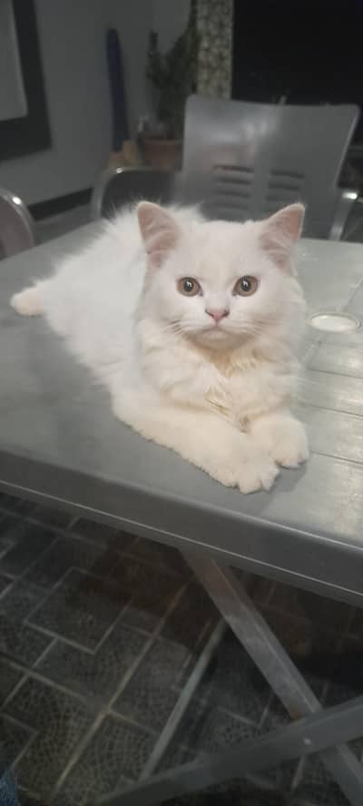 female kitten