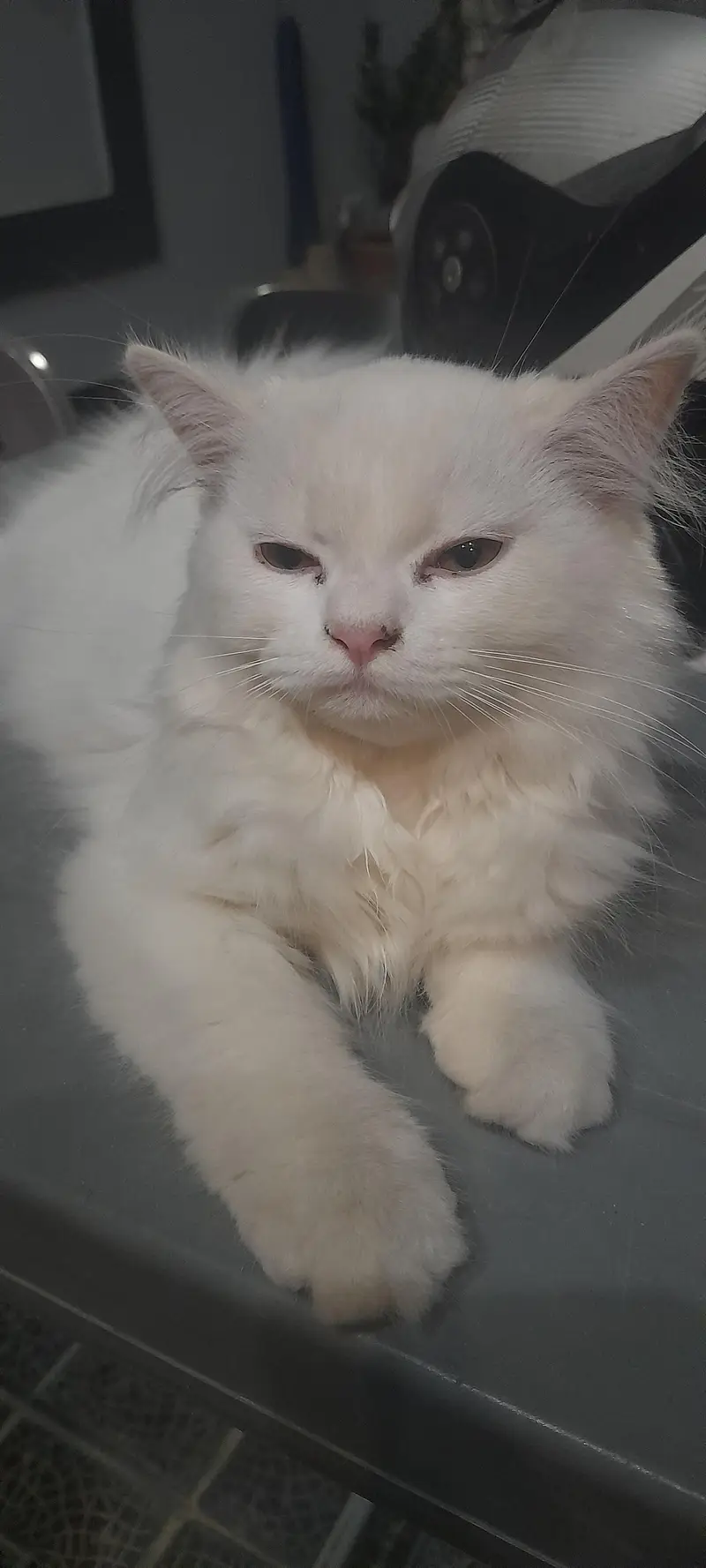 female kitten — photo 2